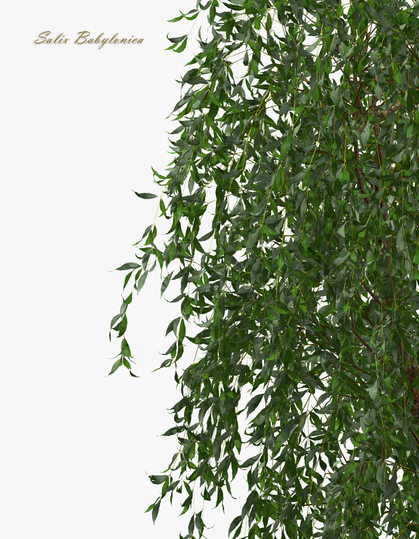 Tree Willow Salix Babylonica 3D model_7