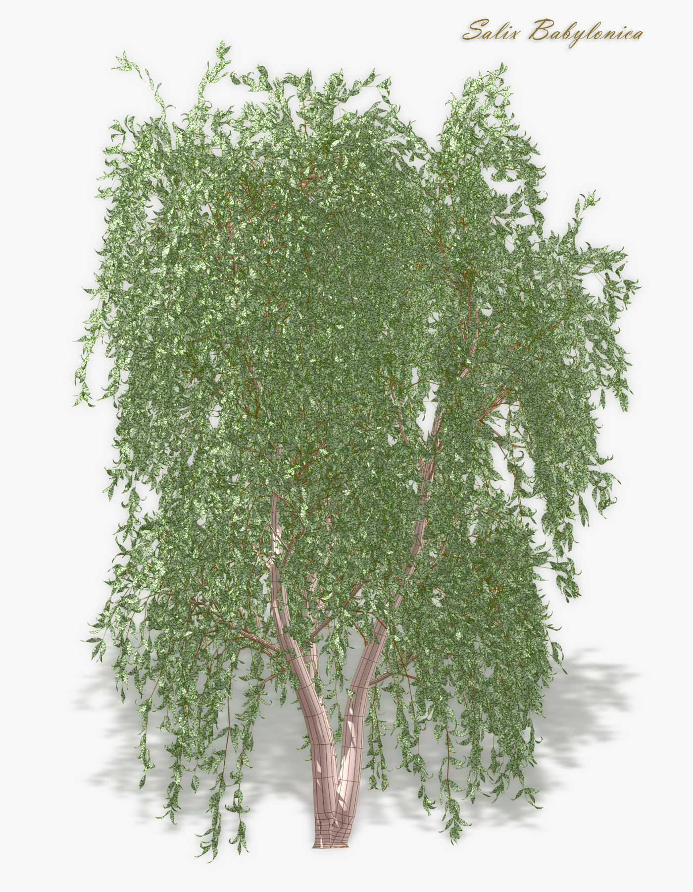 Tree Willow Salix Babylonica 3D model_6