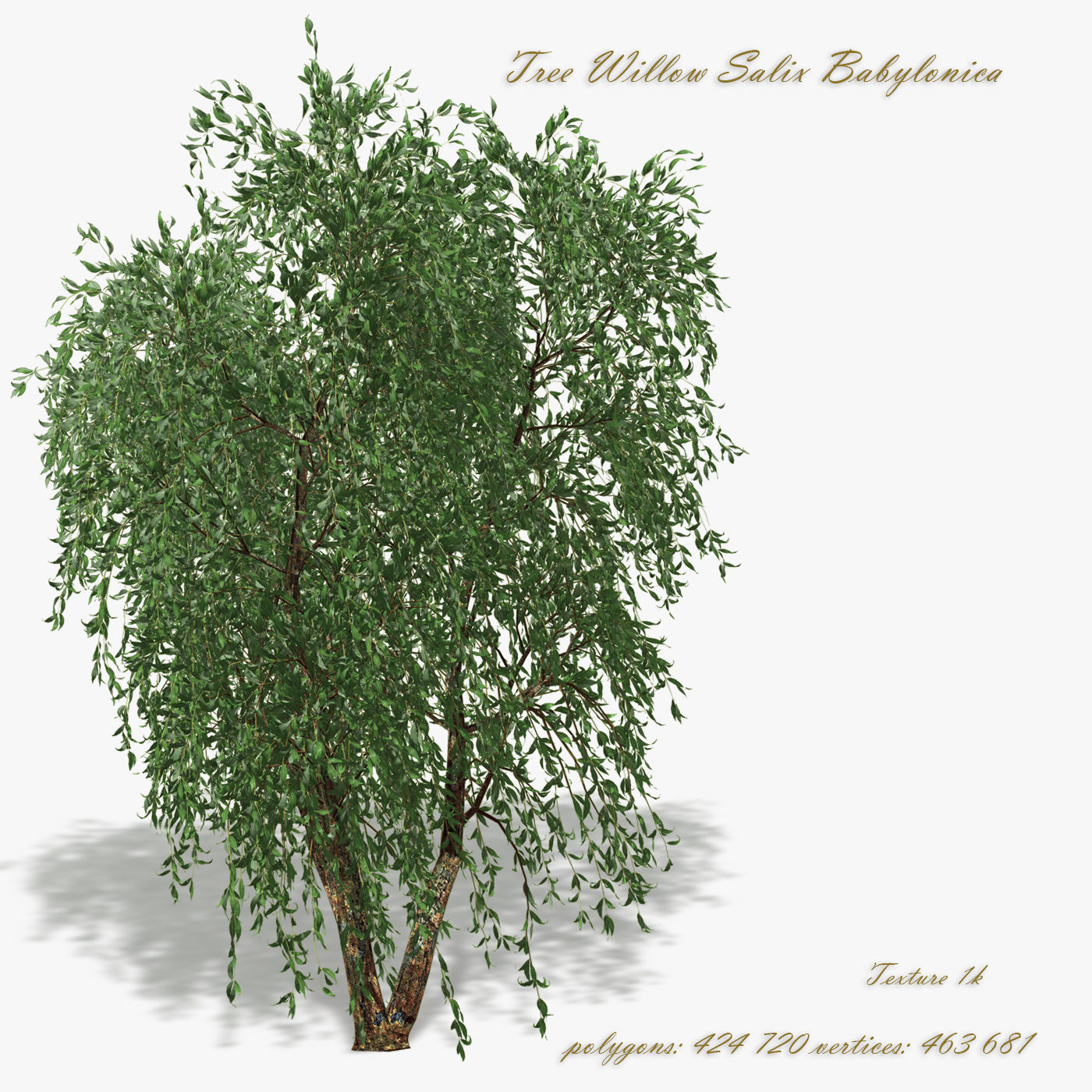 Tree Willow Salix Babylonica 3D model_0