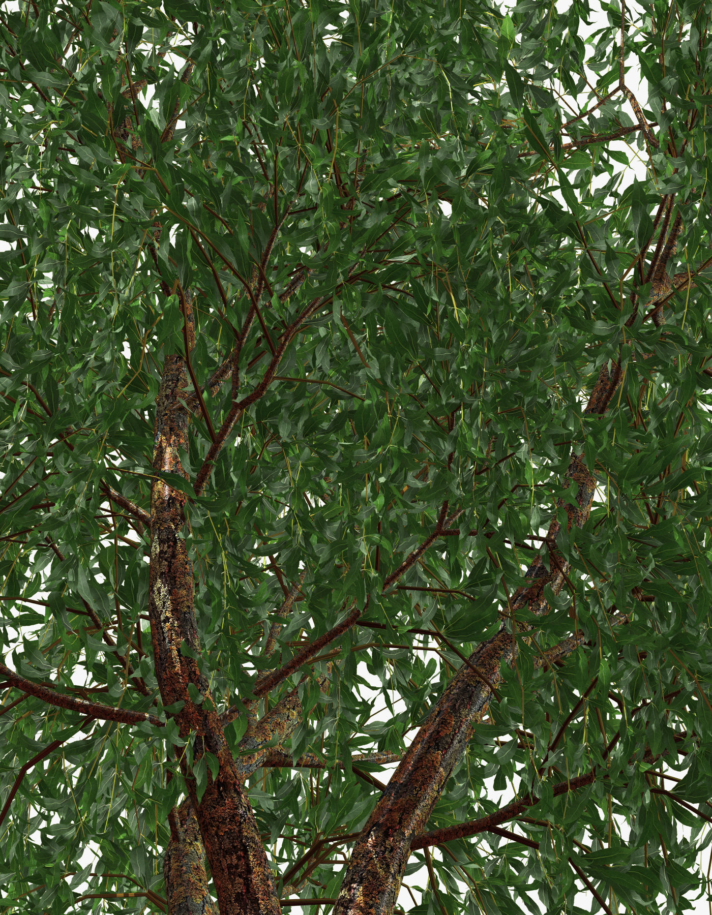 Tree Willow Salix Babylonica 3D model_8
