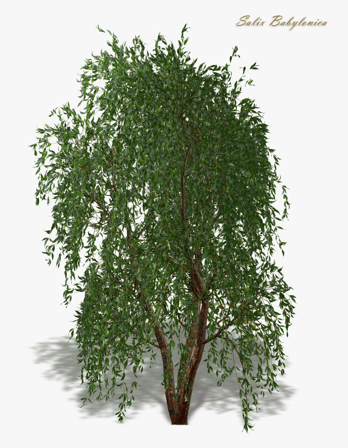 Tree Willow Salix Babylonica 3D model_2