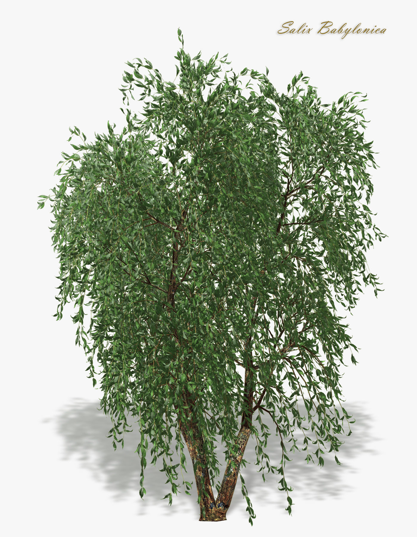 Tree Willow Salix Babylonica 3D model_5