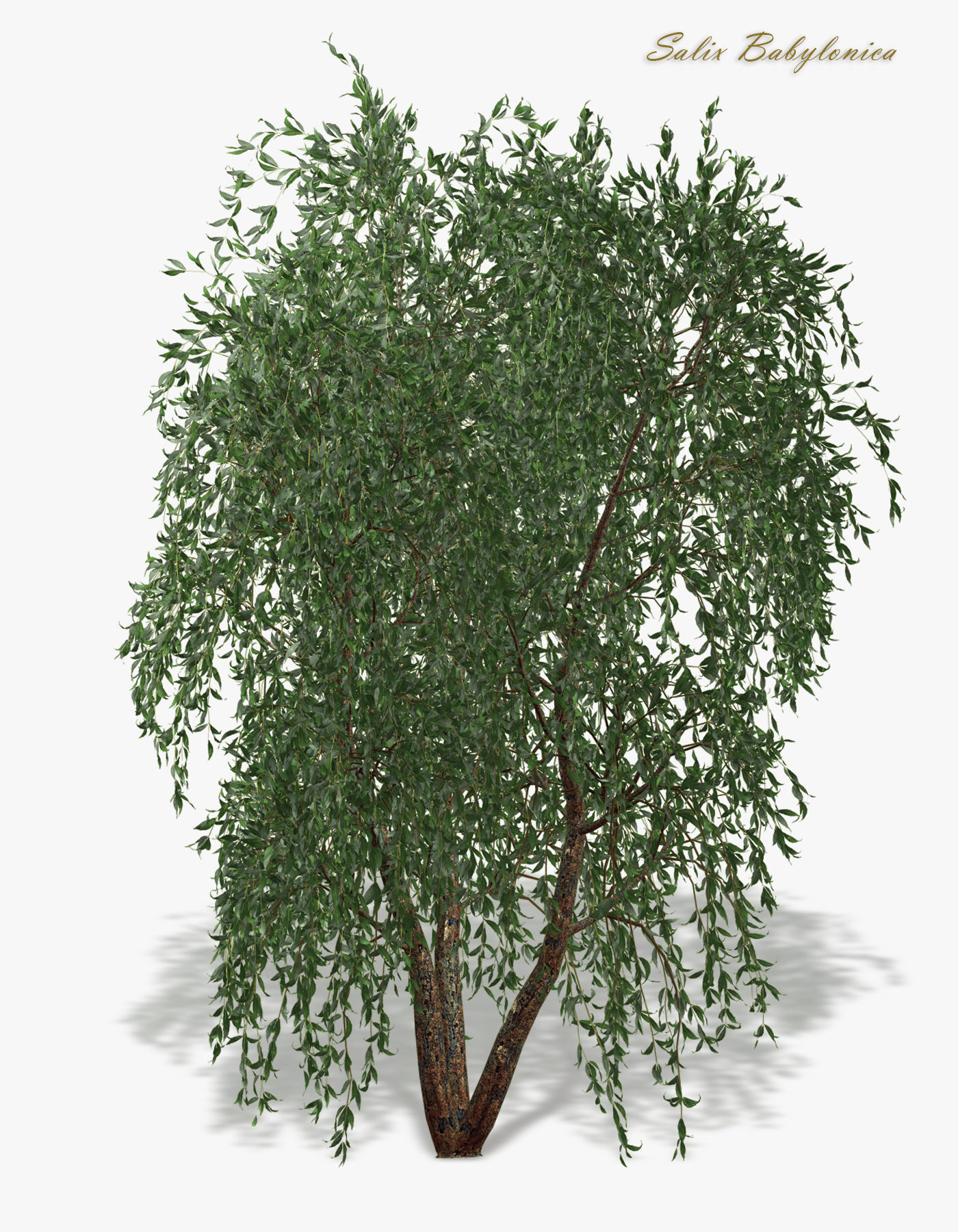 Tree Willow Salix Babylonica 3D model_1