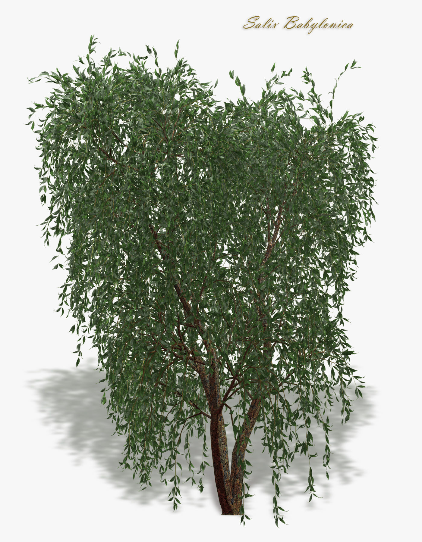Tree Willow Salix Babylonica 3D model_3