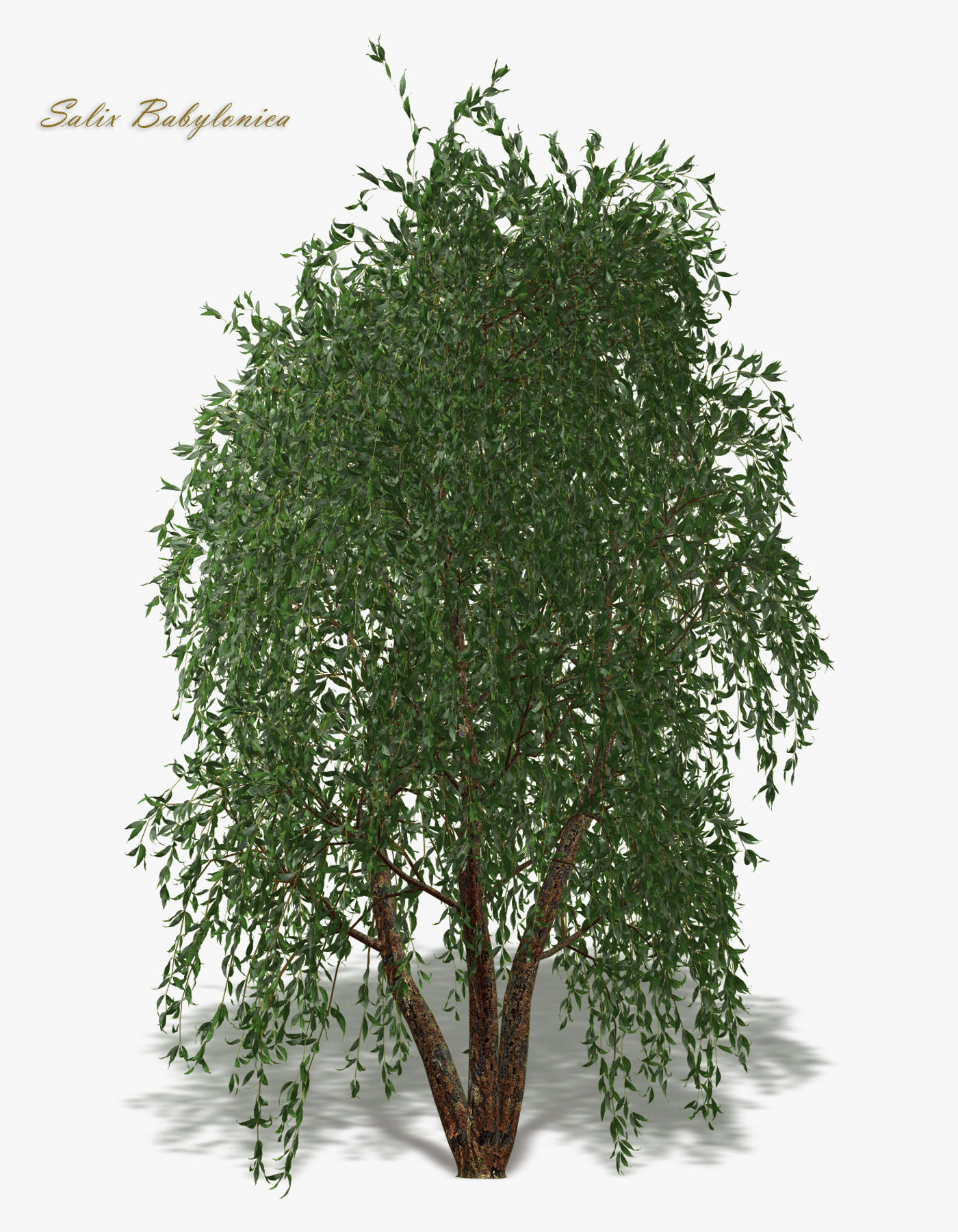 Tree Willow Salix Babylonica 3D model_4