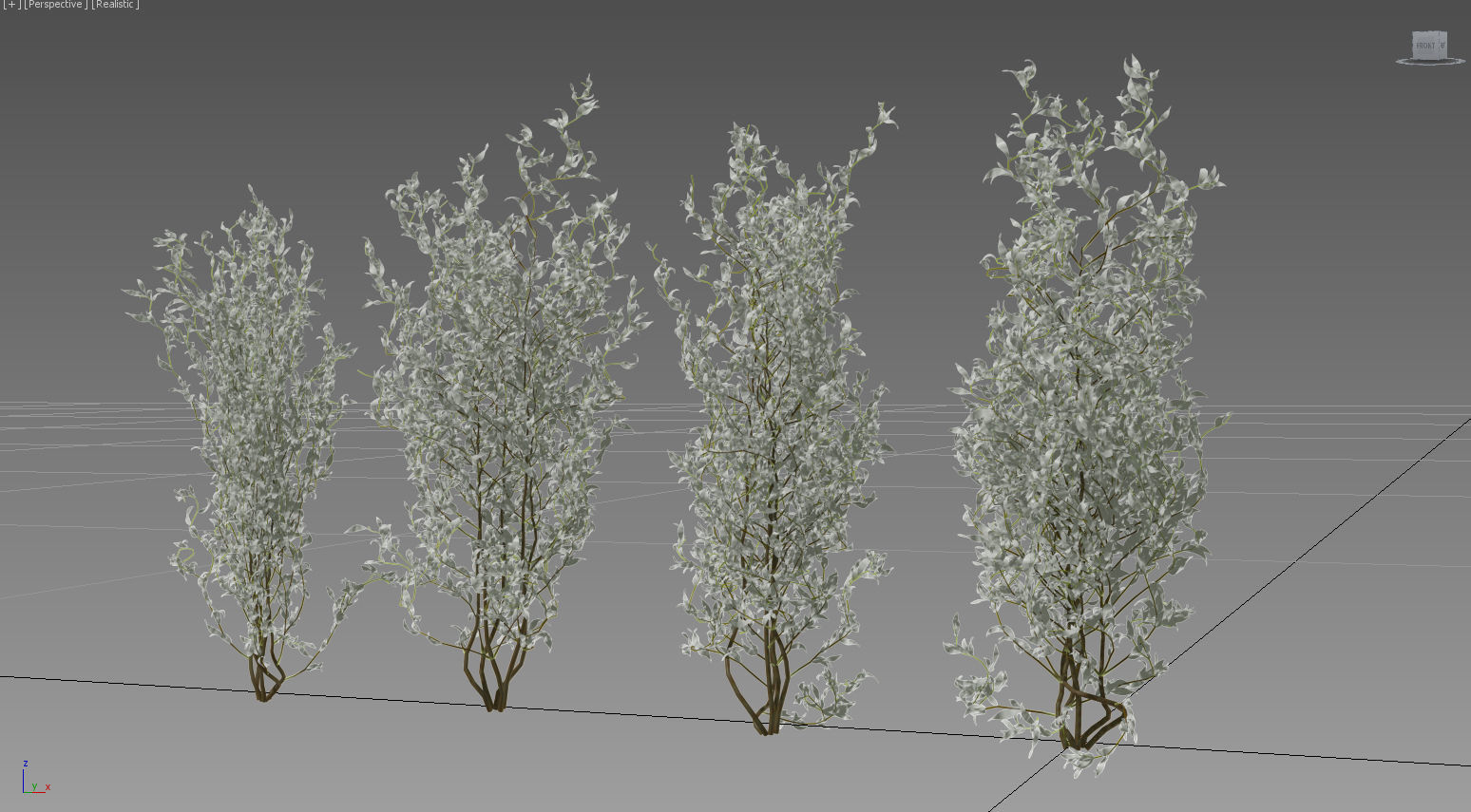 Bush Willow Salix Babylonica 3D model_16