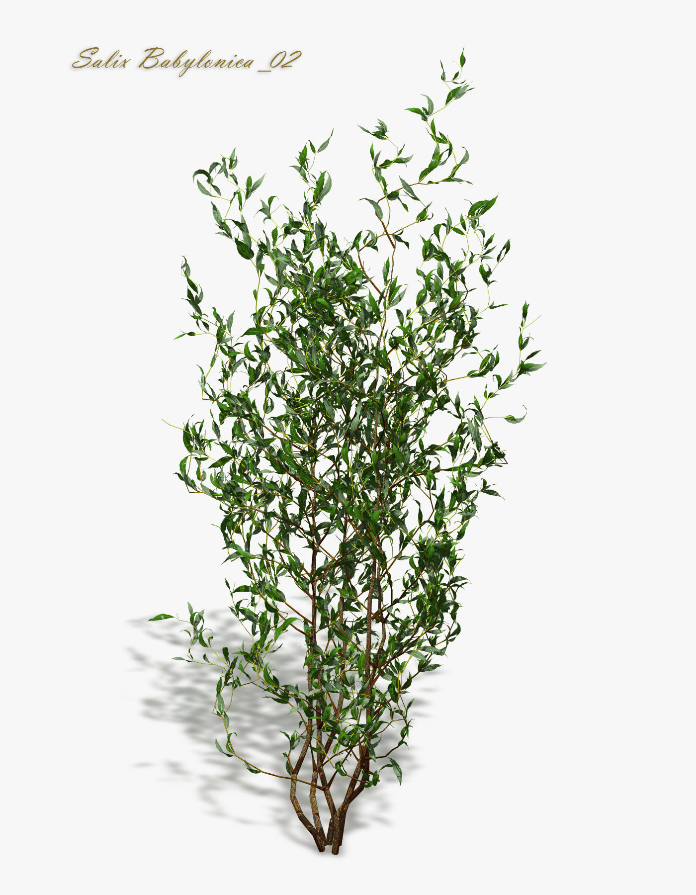 Bush Willow Salix Babylonica 3D model_6