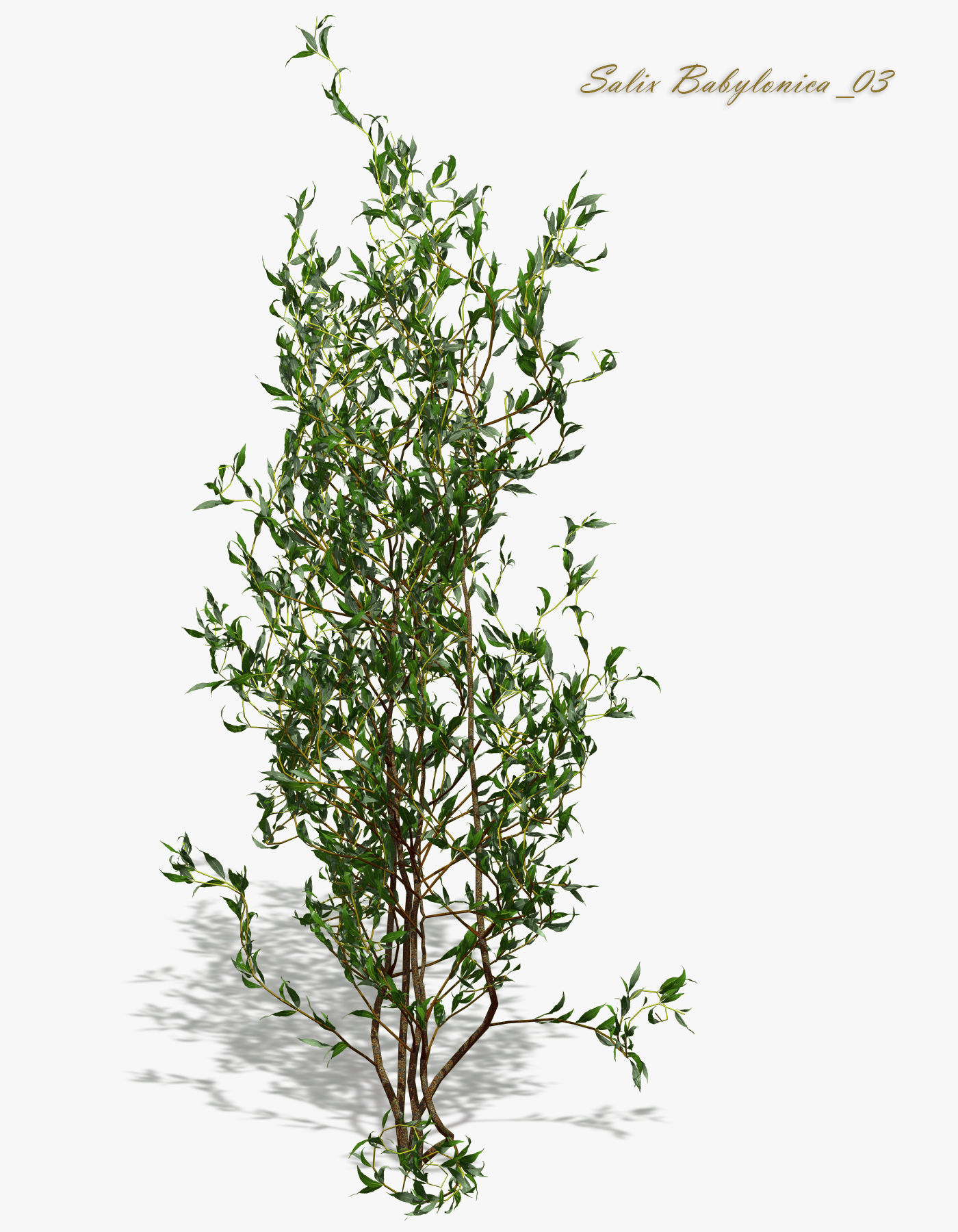Bush Willow Salix Babylonica 3D model_10