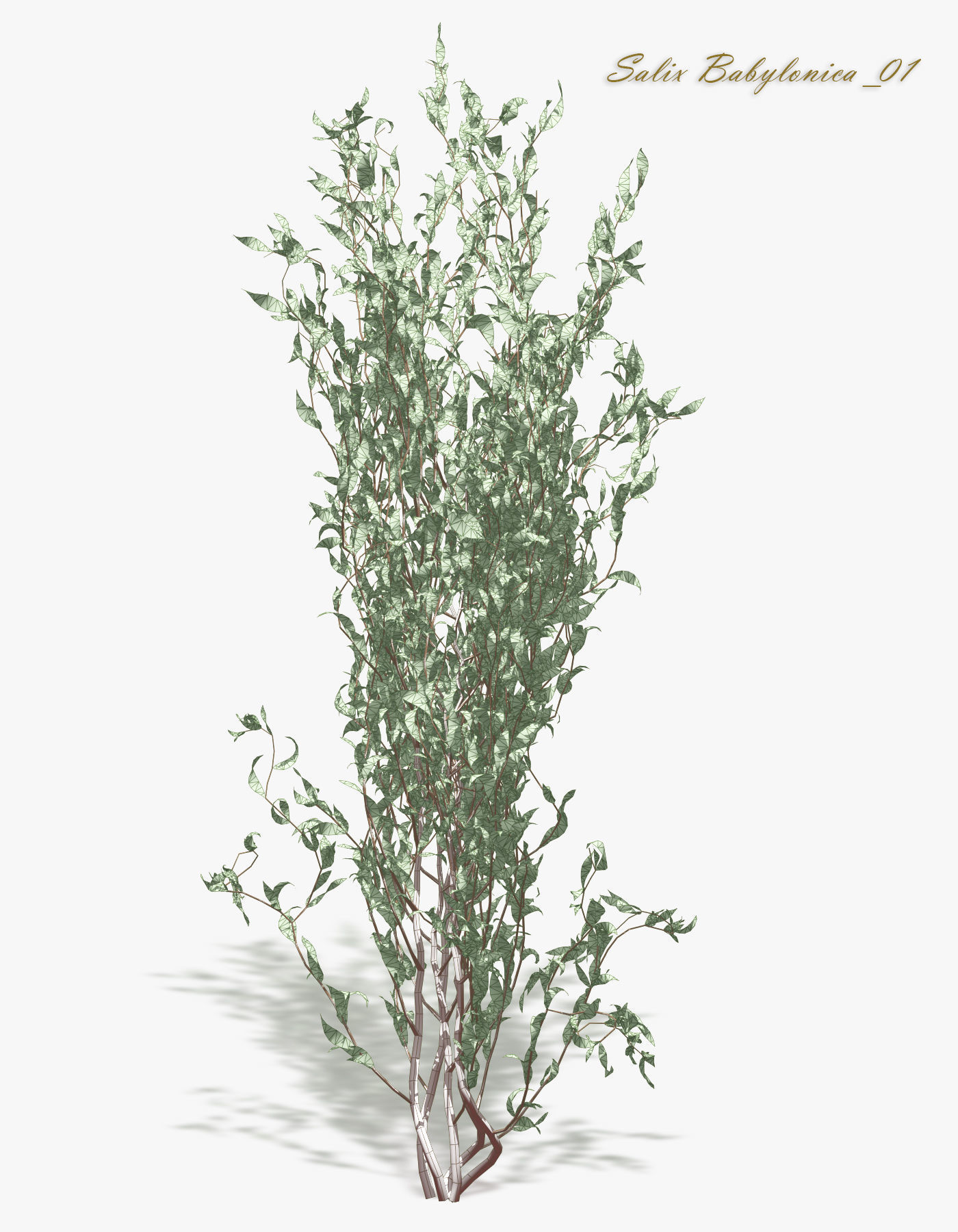 Bush Willow Salix Babylonica 3D model_4