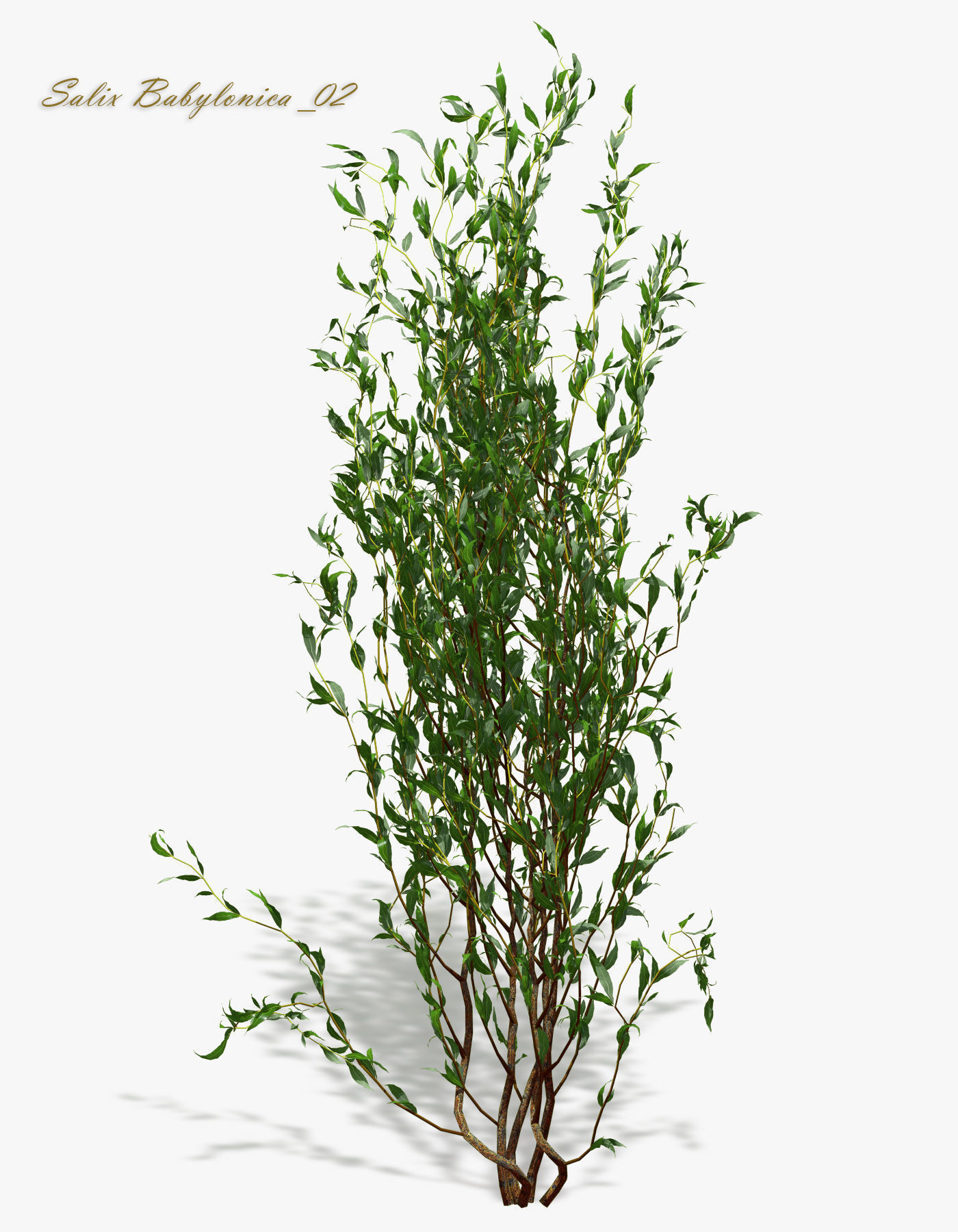 Bush Willow Salix Babylonica 3D model_7