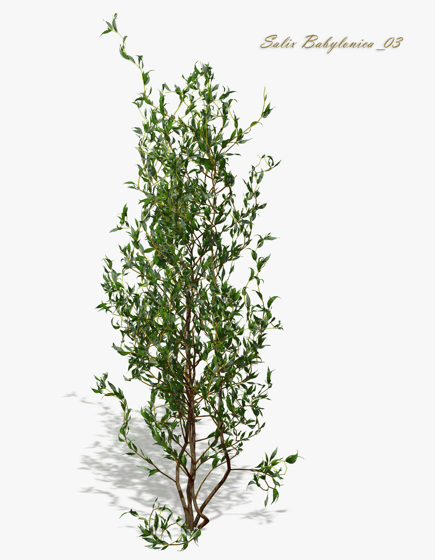 Bush Willow Salix Babylonica 3D model_9