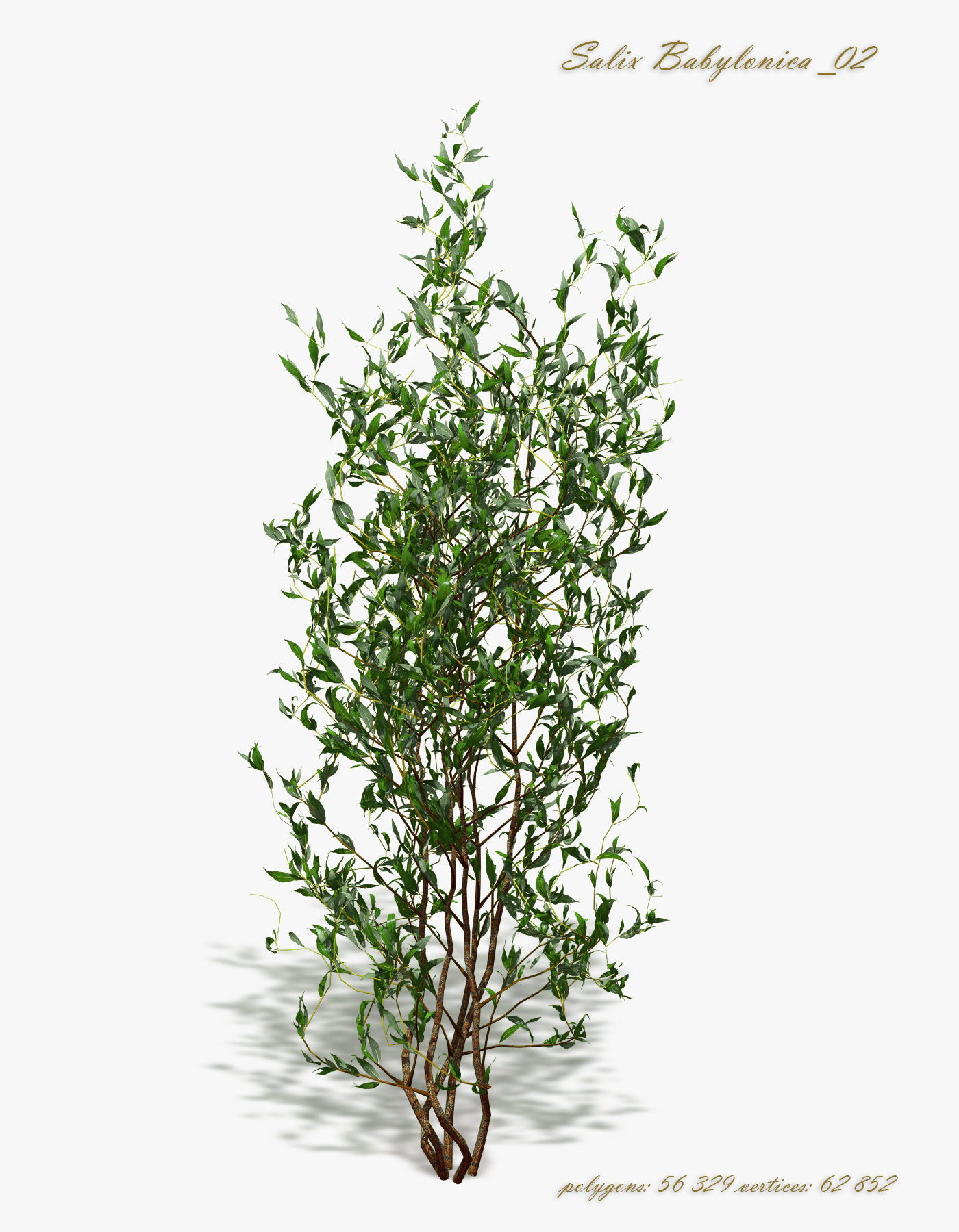 Bush Willow Salix Babylonica 3D model_5