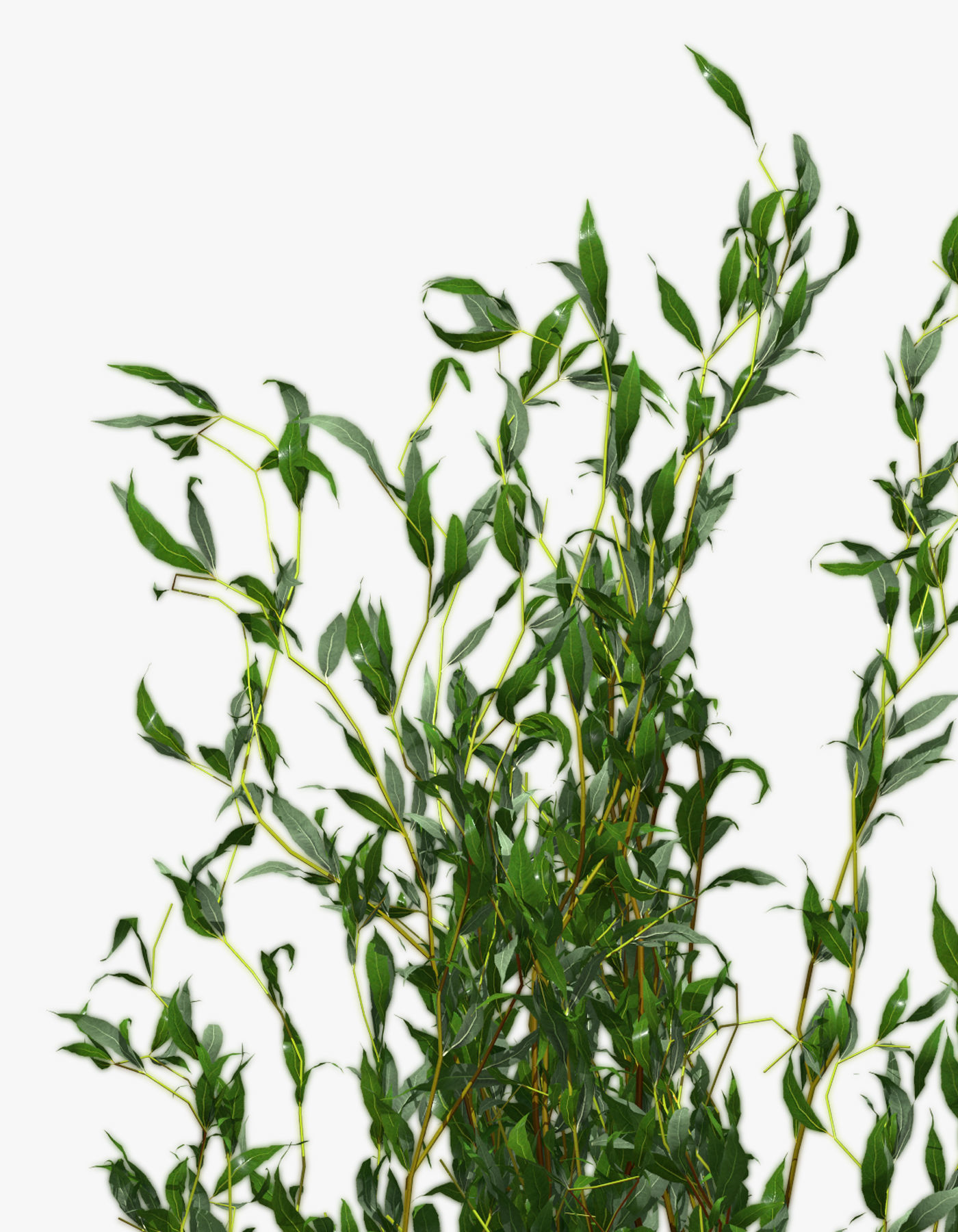 Bush Willow Salix Babylonica 3D model_15