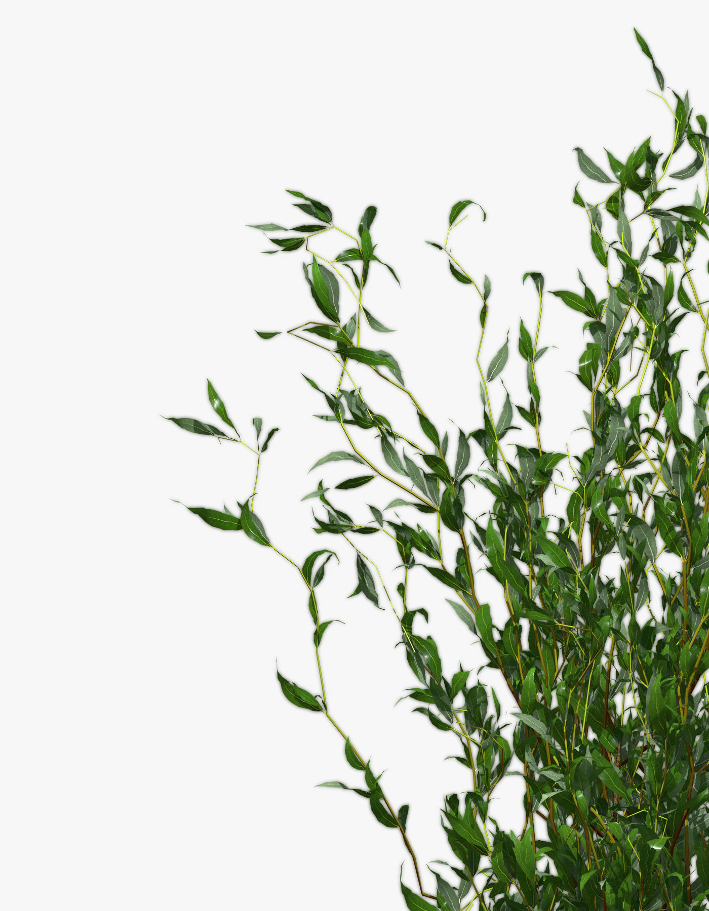 Bush Willow Salix Babylonica 3D model_14