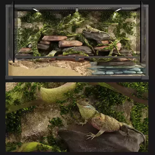 Terrarium Agama 3D model