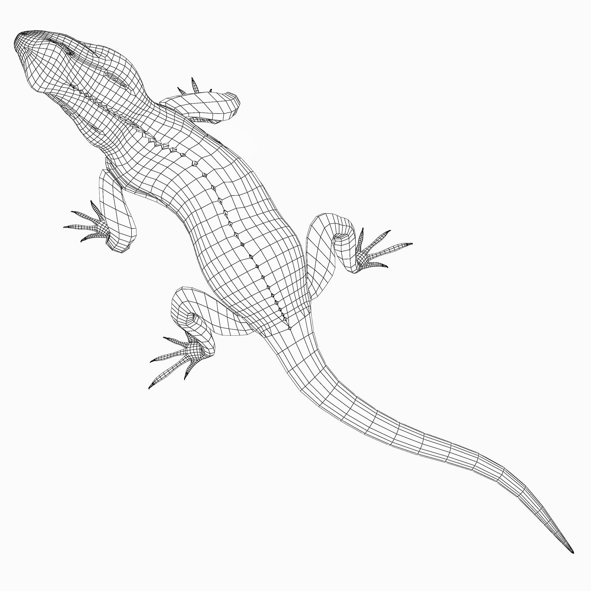 Terrarium Agama 3D model_15