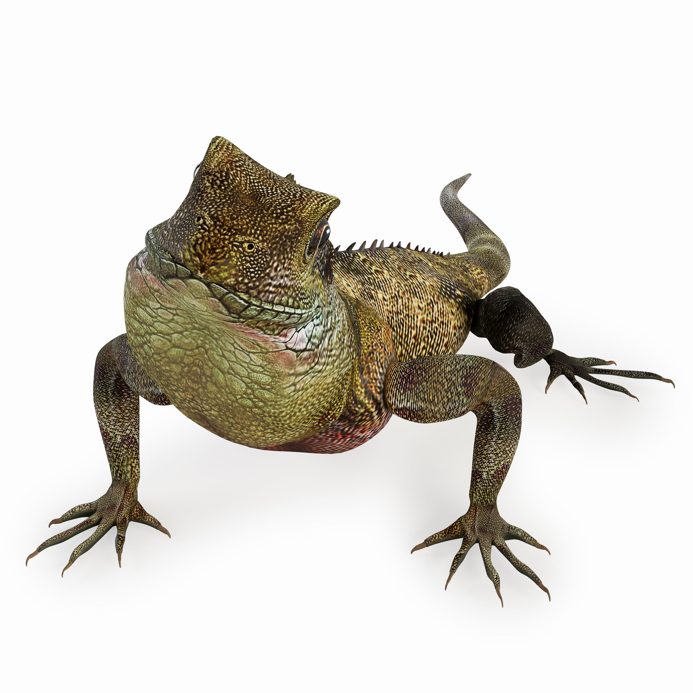 Terrarium Agama 3D model_9