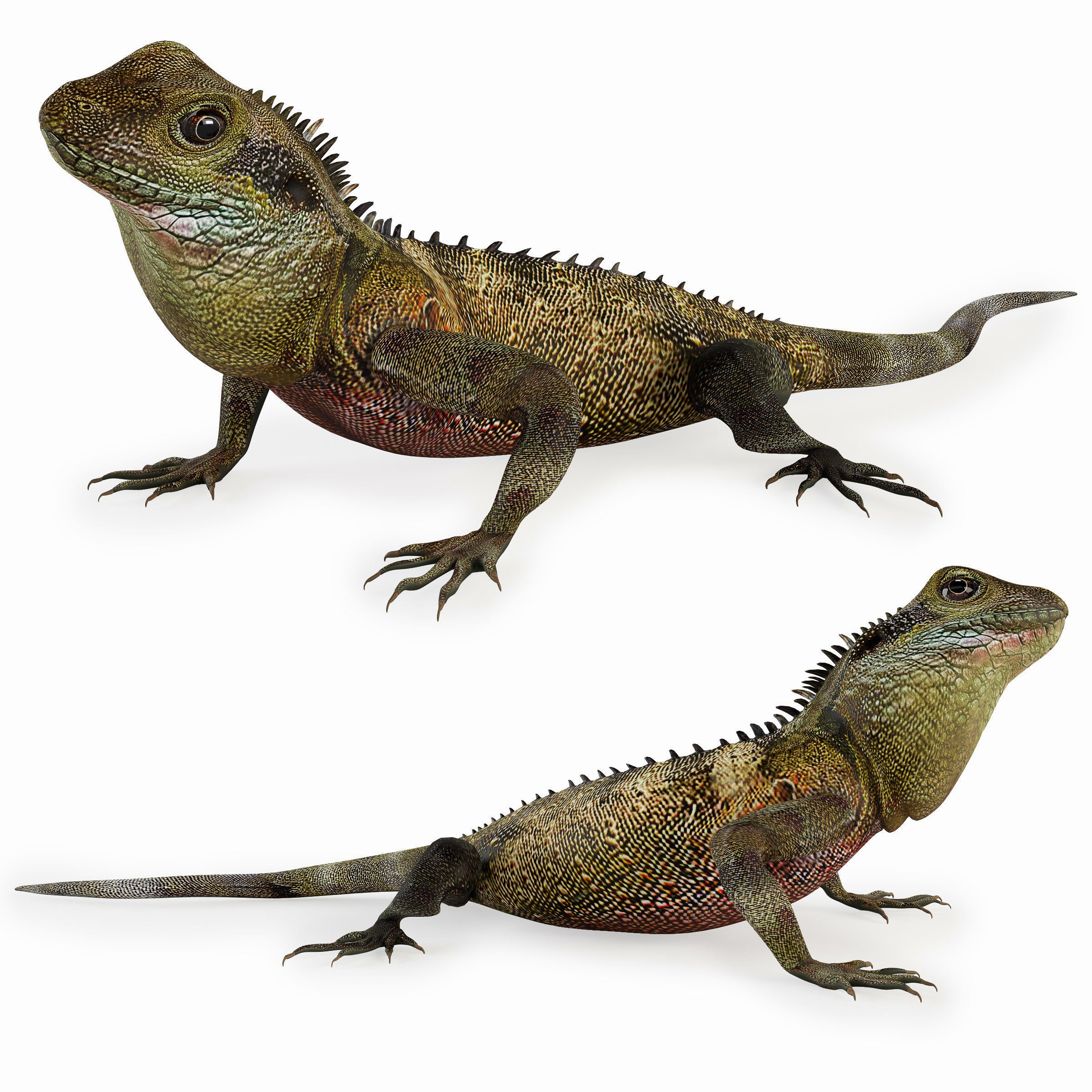 Terrarium Agama 3D model_7