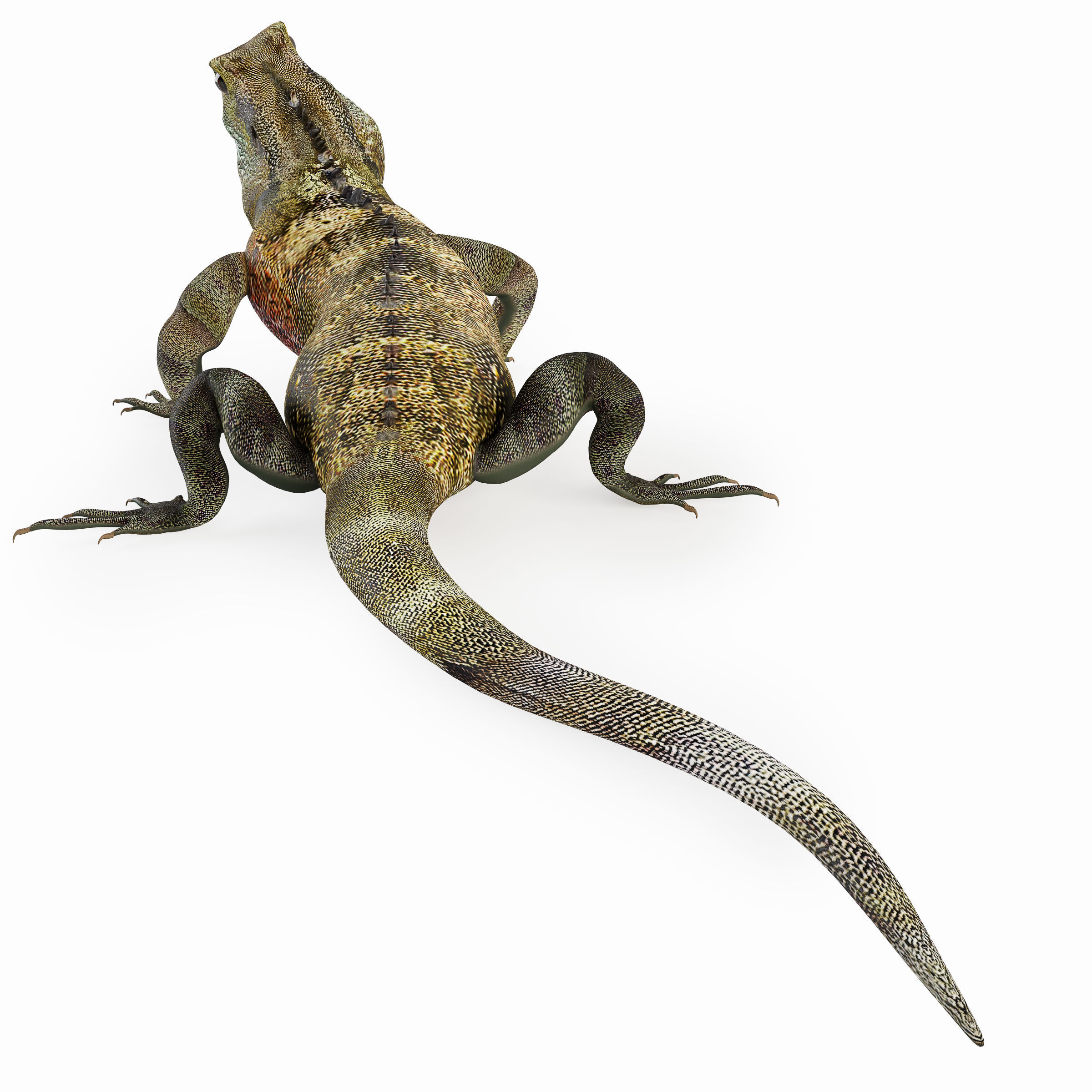 Terrarium Agama 3D model_10
