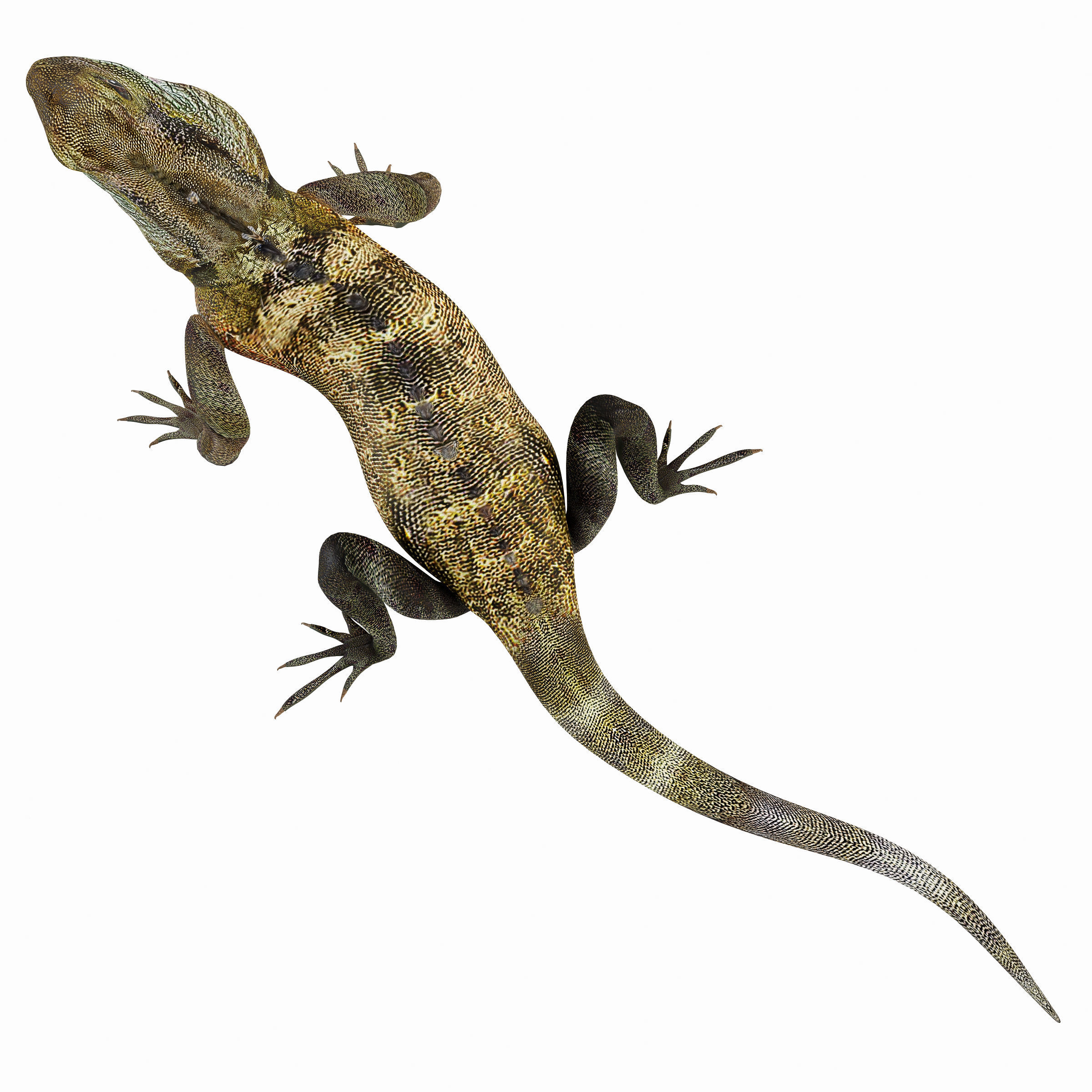 Terrarium Agama 3D model_8
