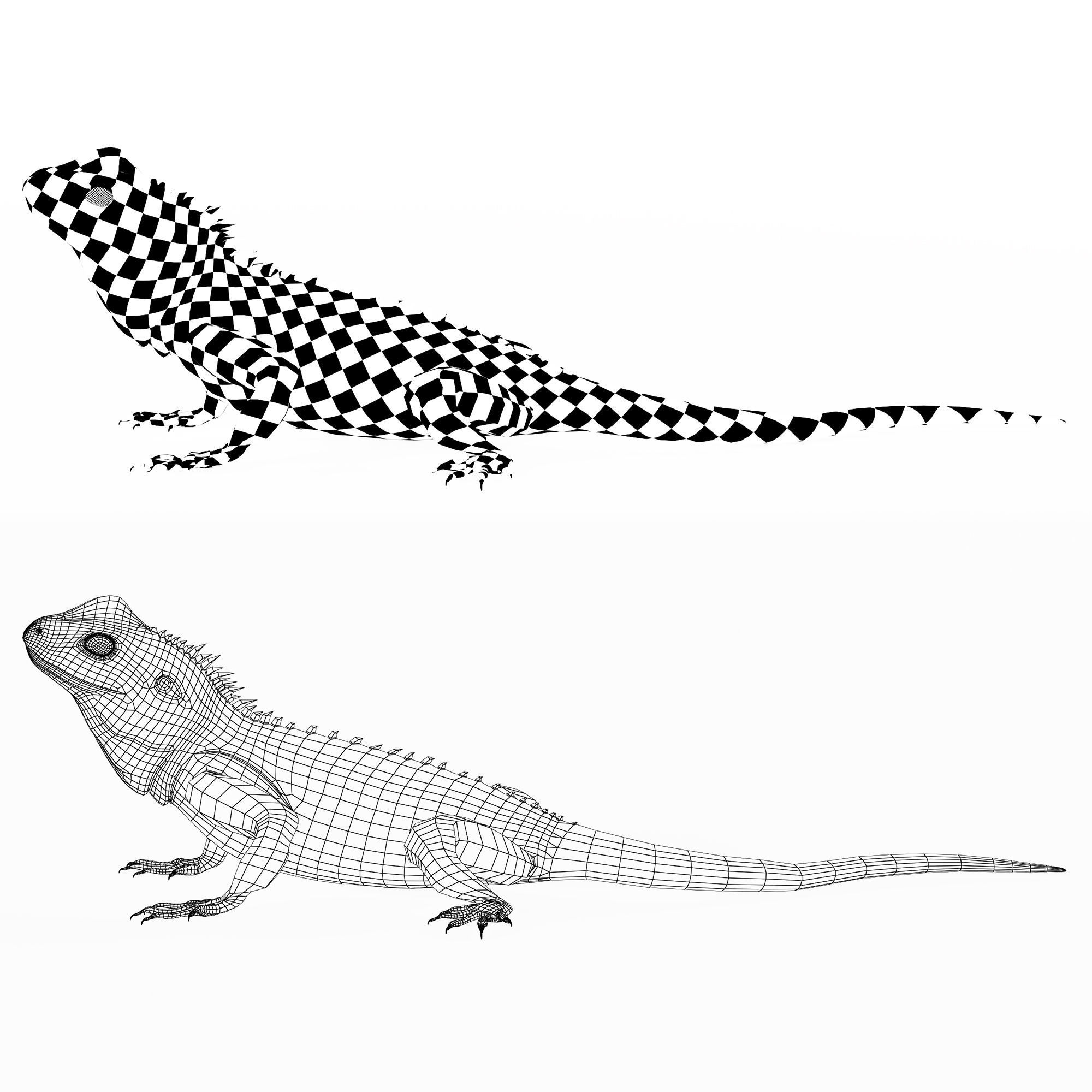 Terrarium Agama 3D model_14