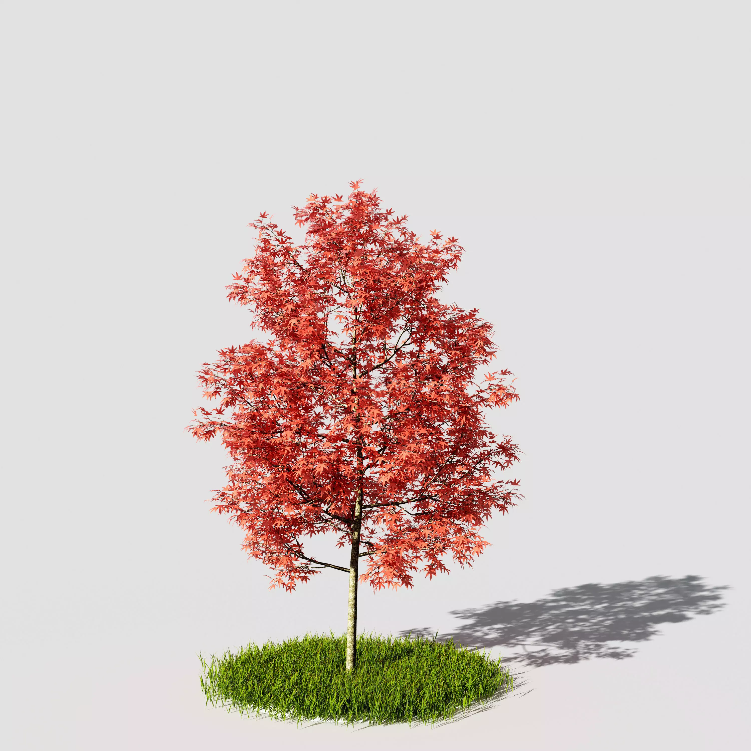 Acer platanoides 3D model_0