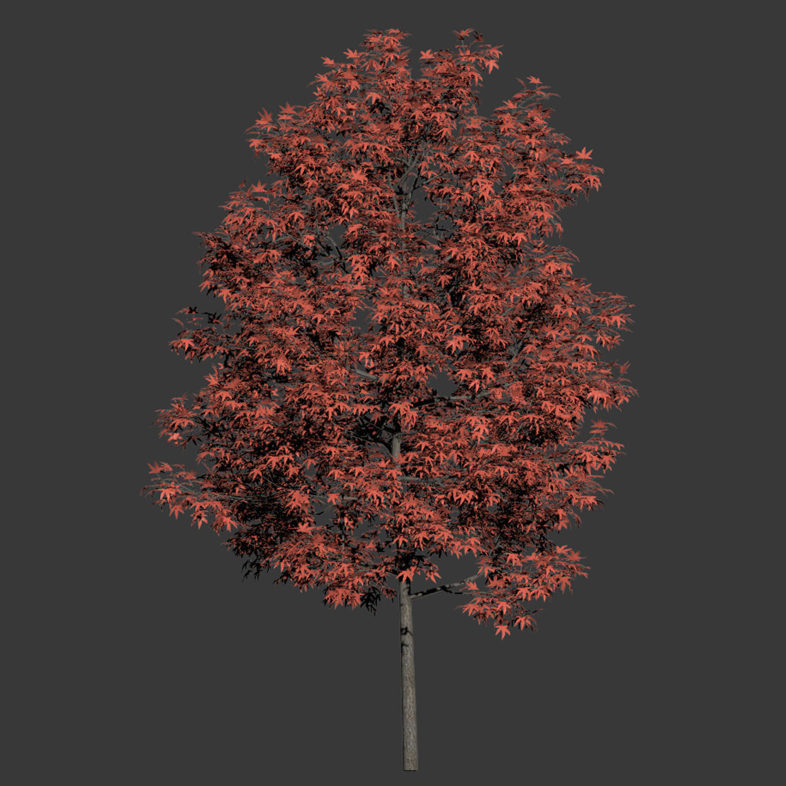 Acer platanoides 3D model_1