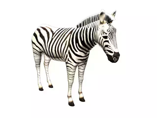 Zebra