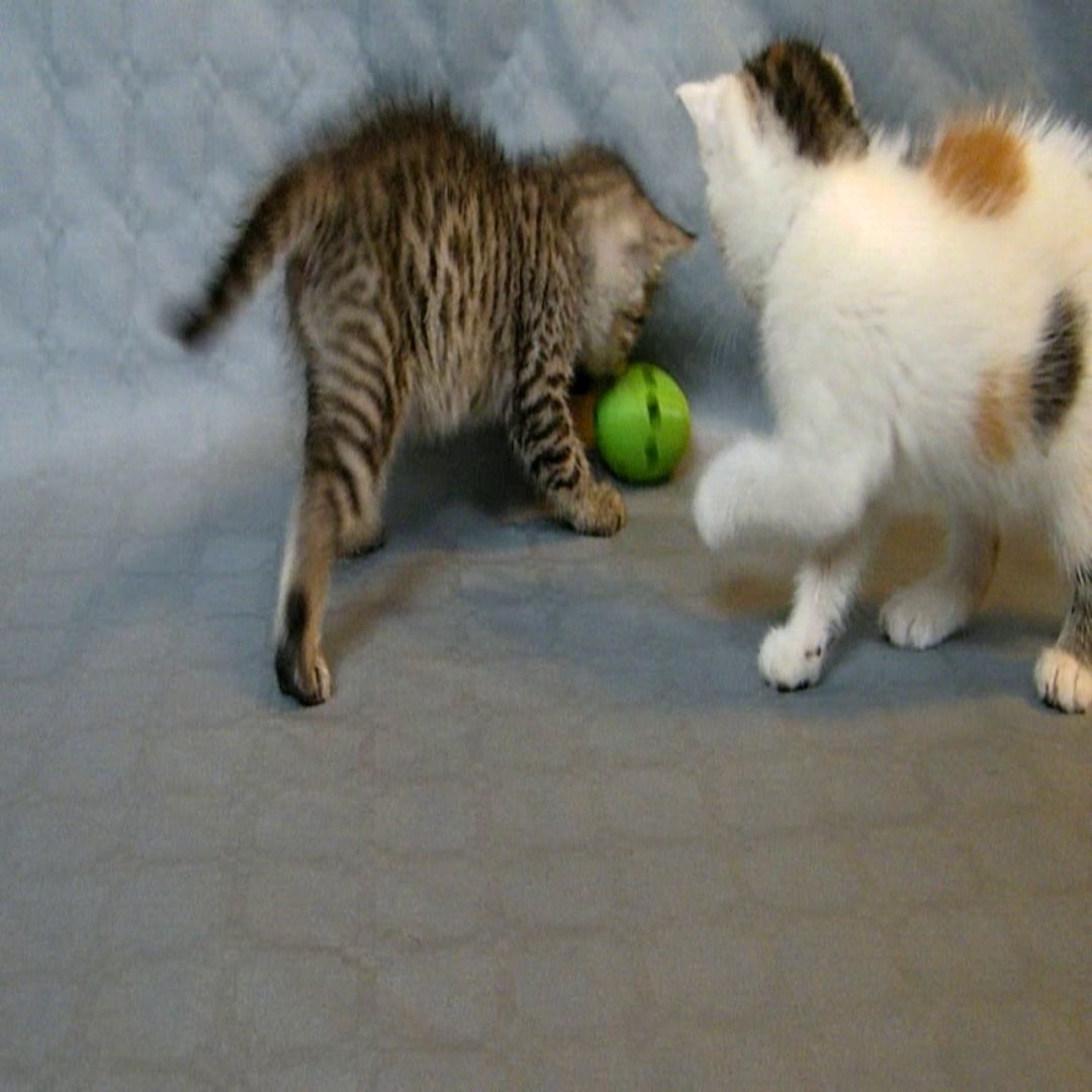 cat ball 3D print model_11