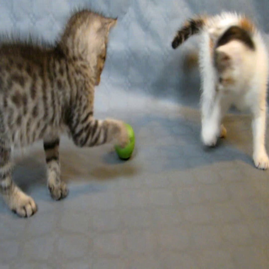 cat ball 3D print model_3