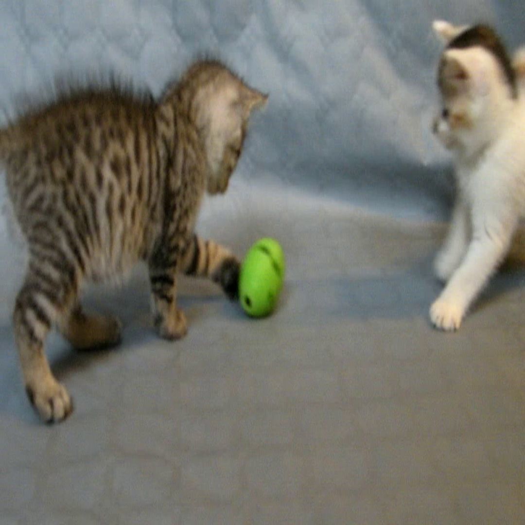 cat ball 3D print model_6