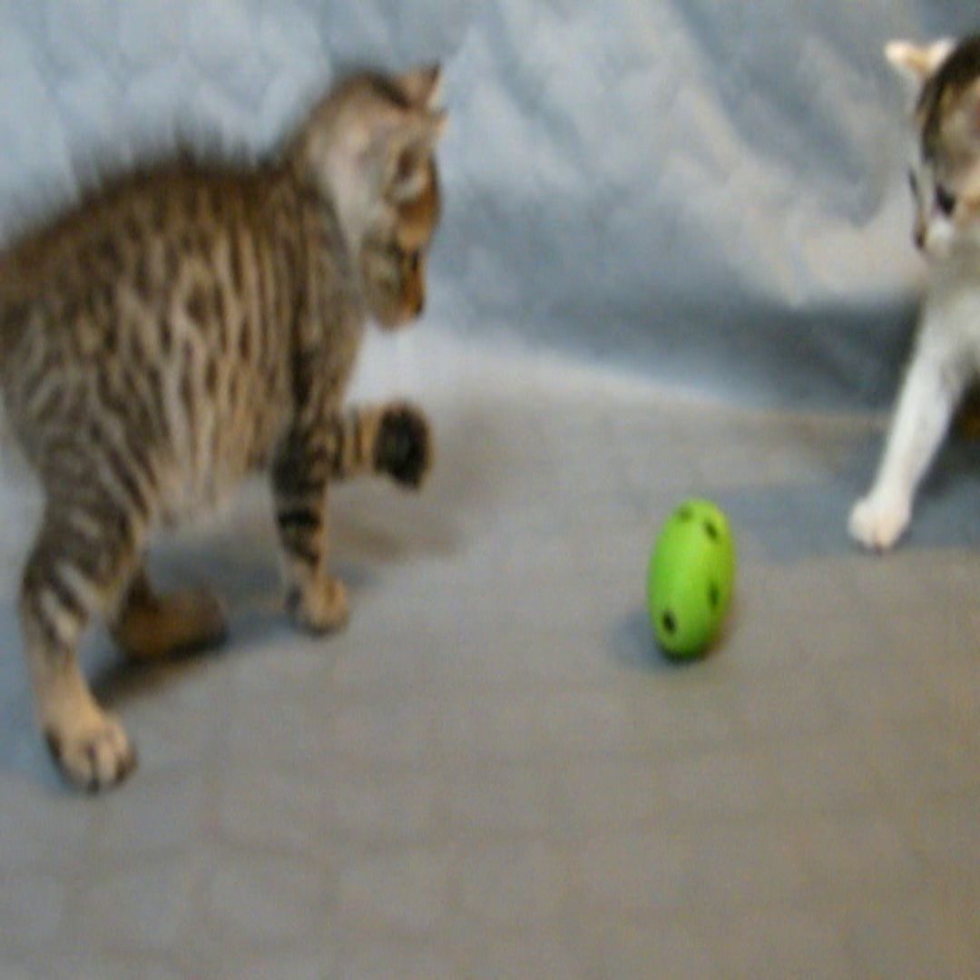 cat ball 3D print model_7