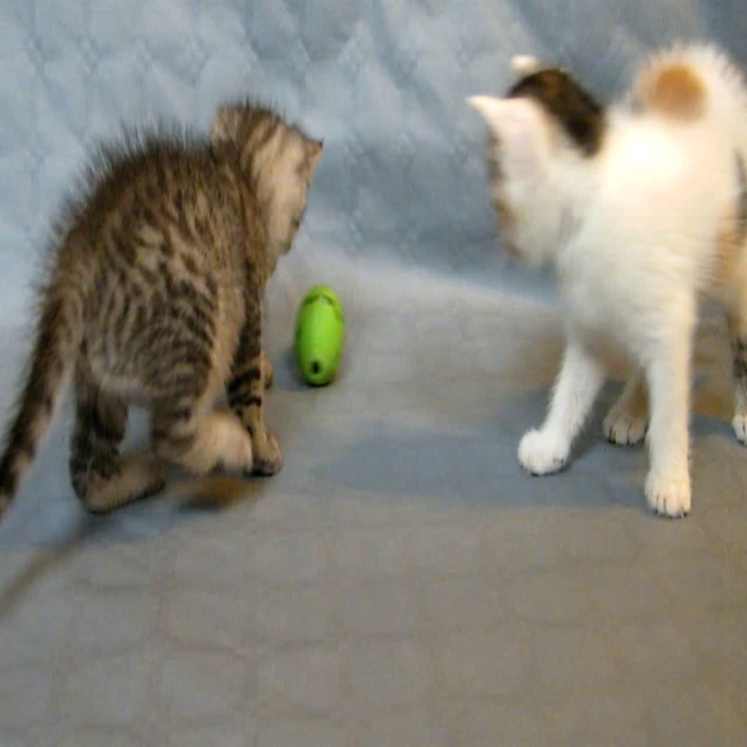 cat ball 3D print model_10