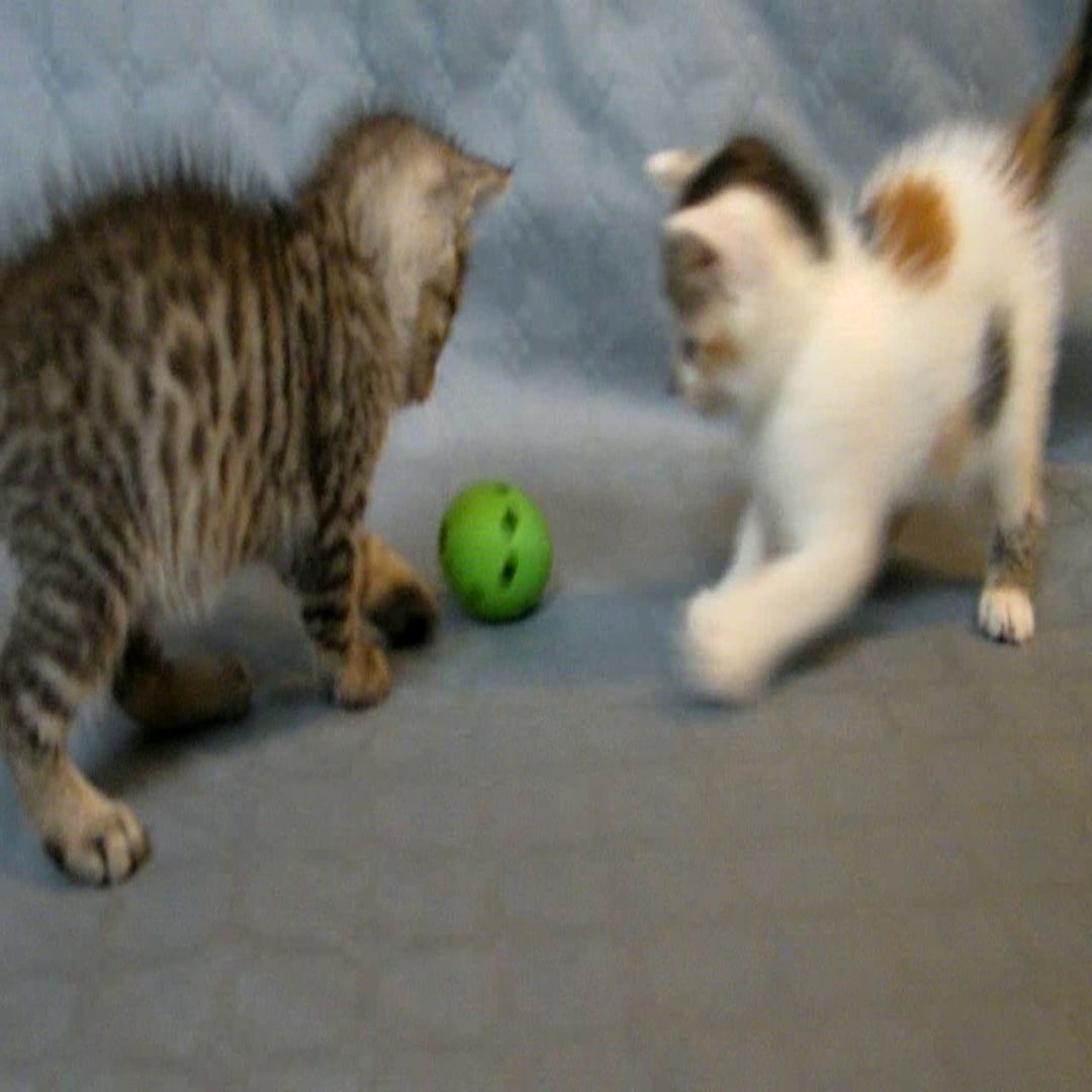 cat ball 3D print model_5