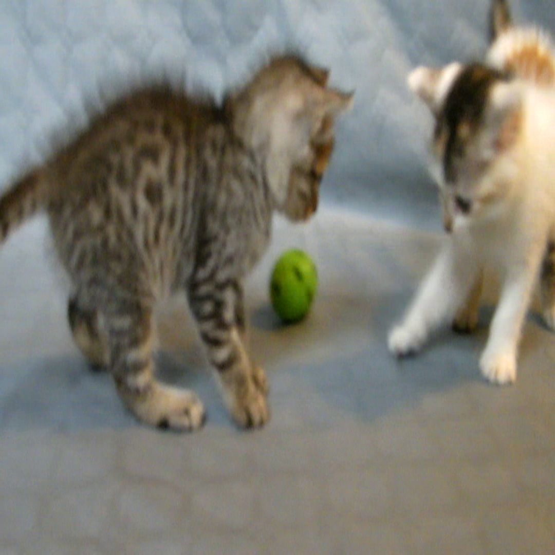 cat ball 3D print model_8