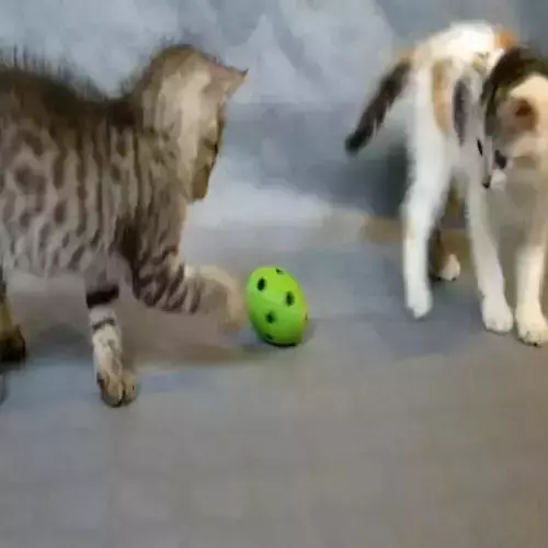 cat ball