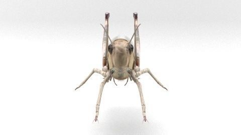 locust grasshopper 3D model_3