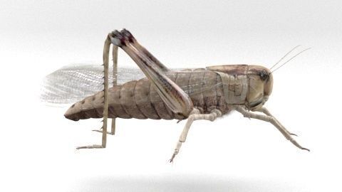locust grasshopper 3D model_1