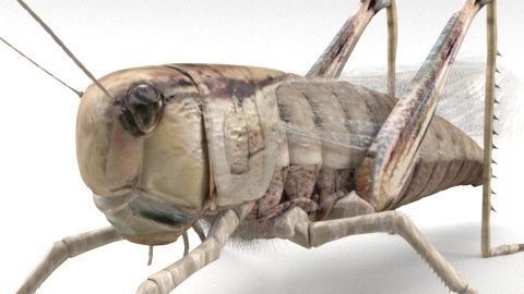 locust grasshopper 3D model_8