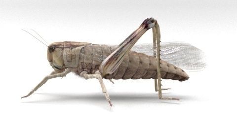 locust grasshopper 3D model_4