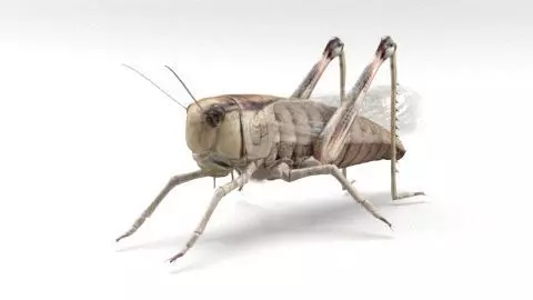 locust grasshopper 3D model_0