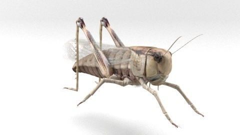 locust grasshopper 3D model_2