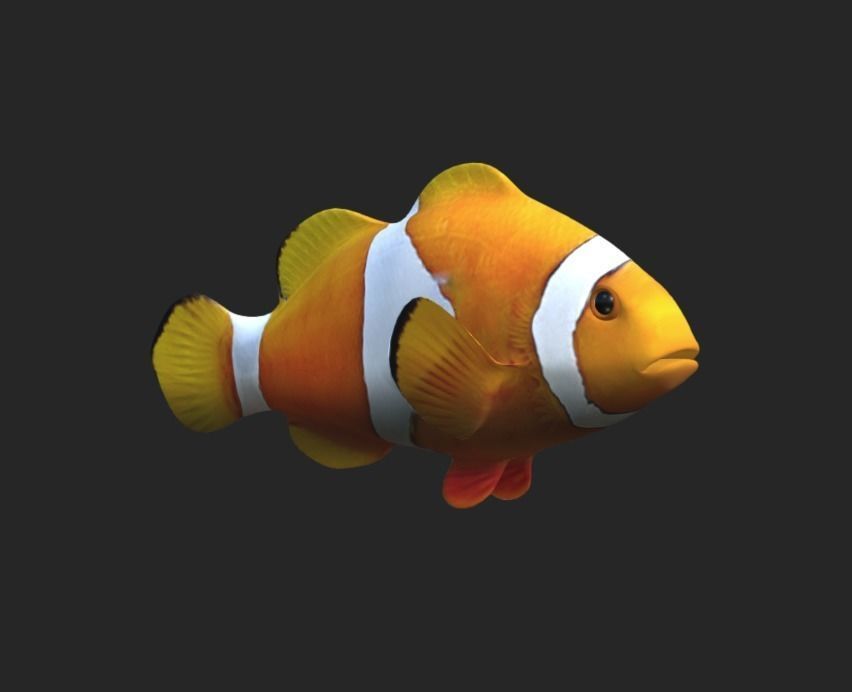 Smooth untextured Clown Fish 3D model_2
