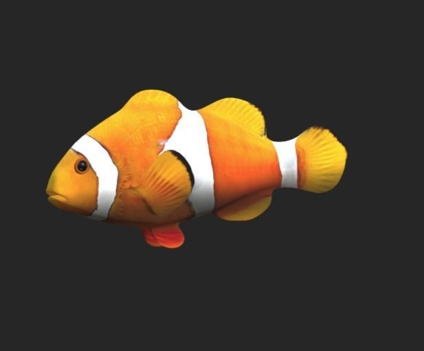 Smooth untextured Clown Fish 3D model_4