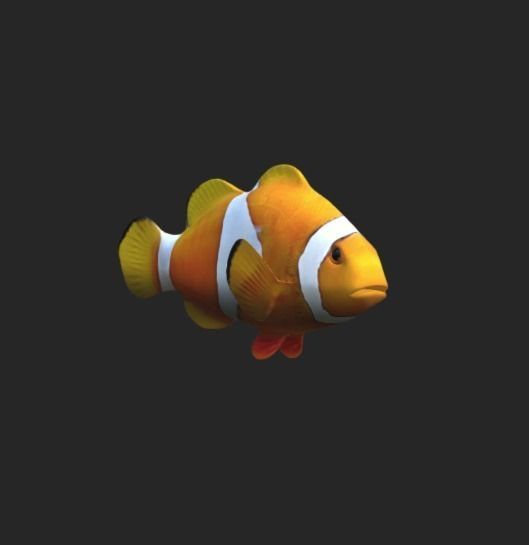 Smooth untextured Clown Fish 3D model_3