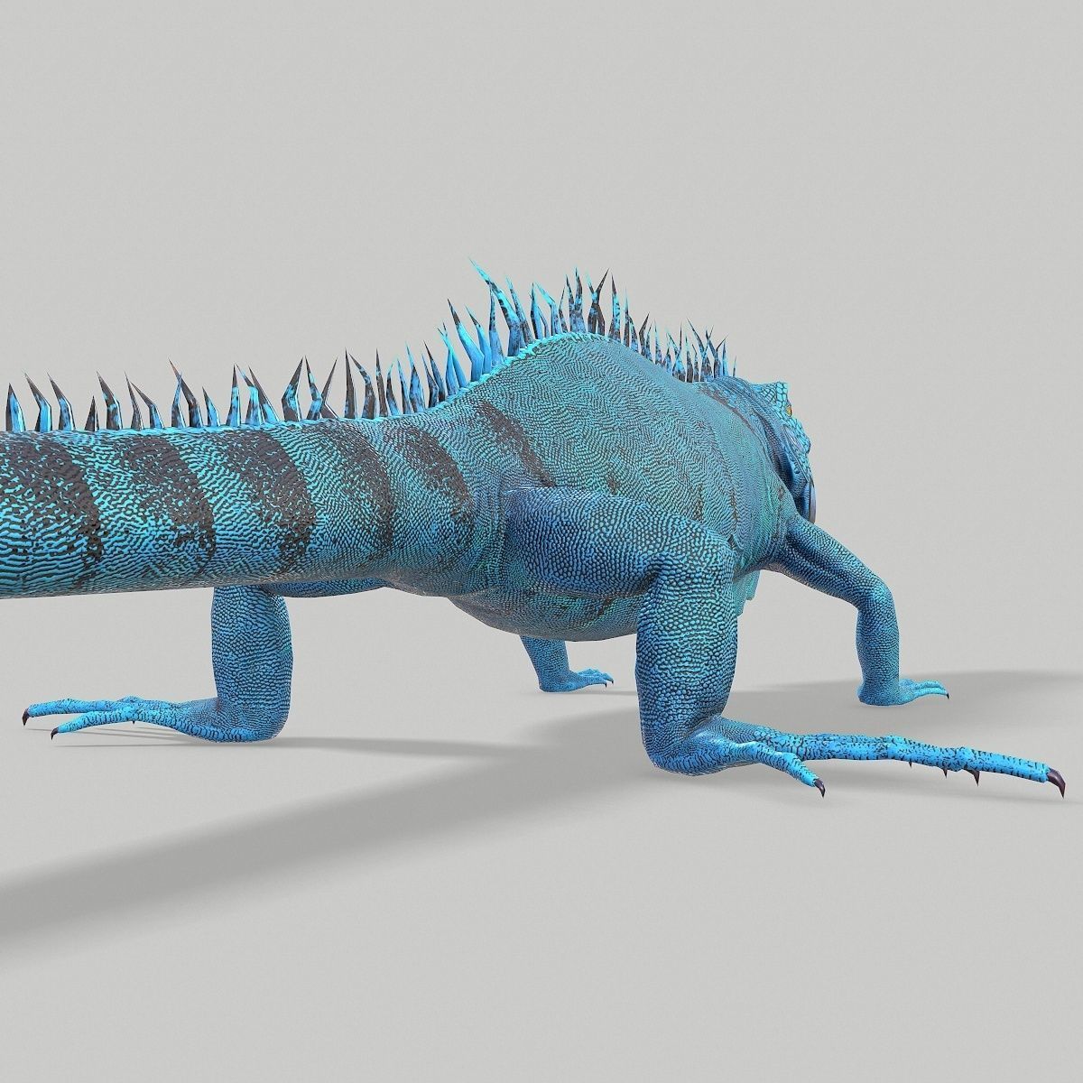 Iguana Blue Low-poly 3D model_6