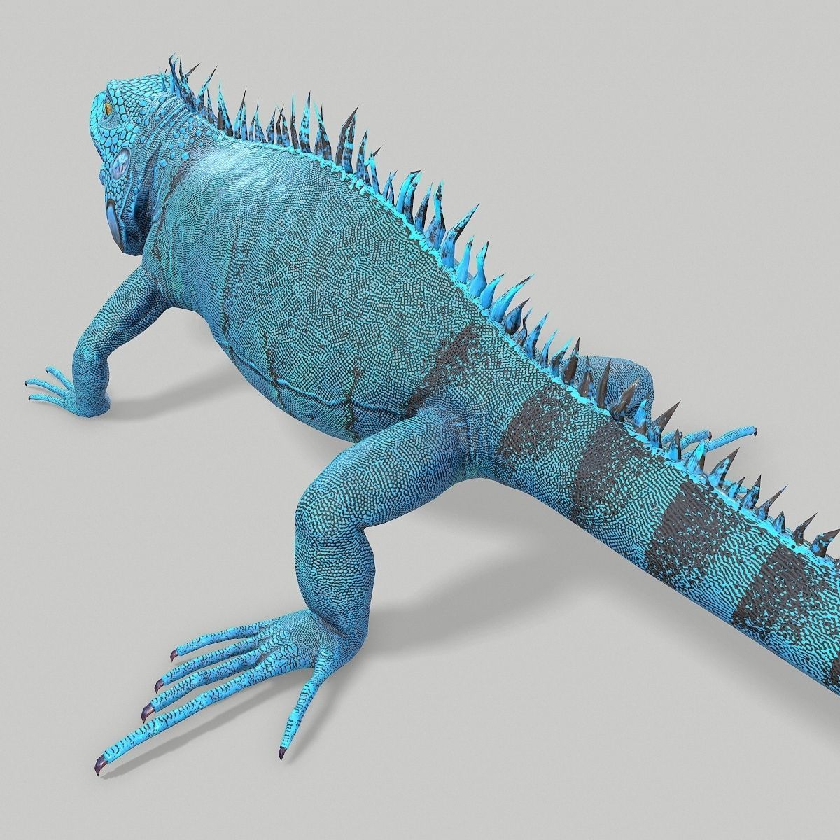 Iguana Blue Low-poly 3D model_7