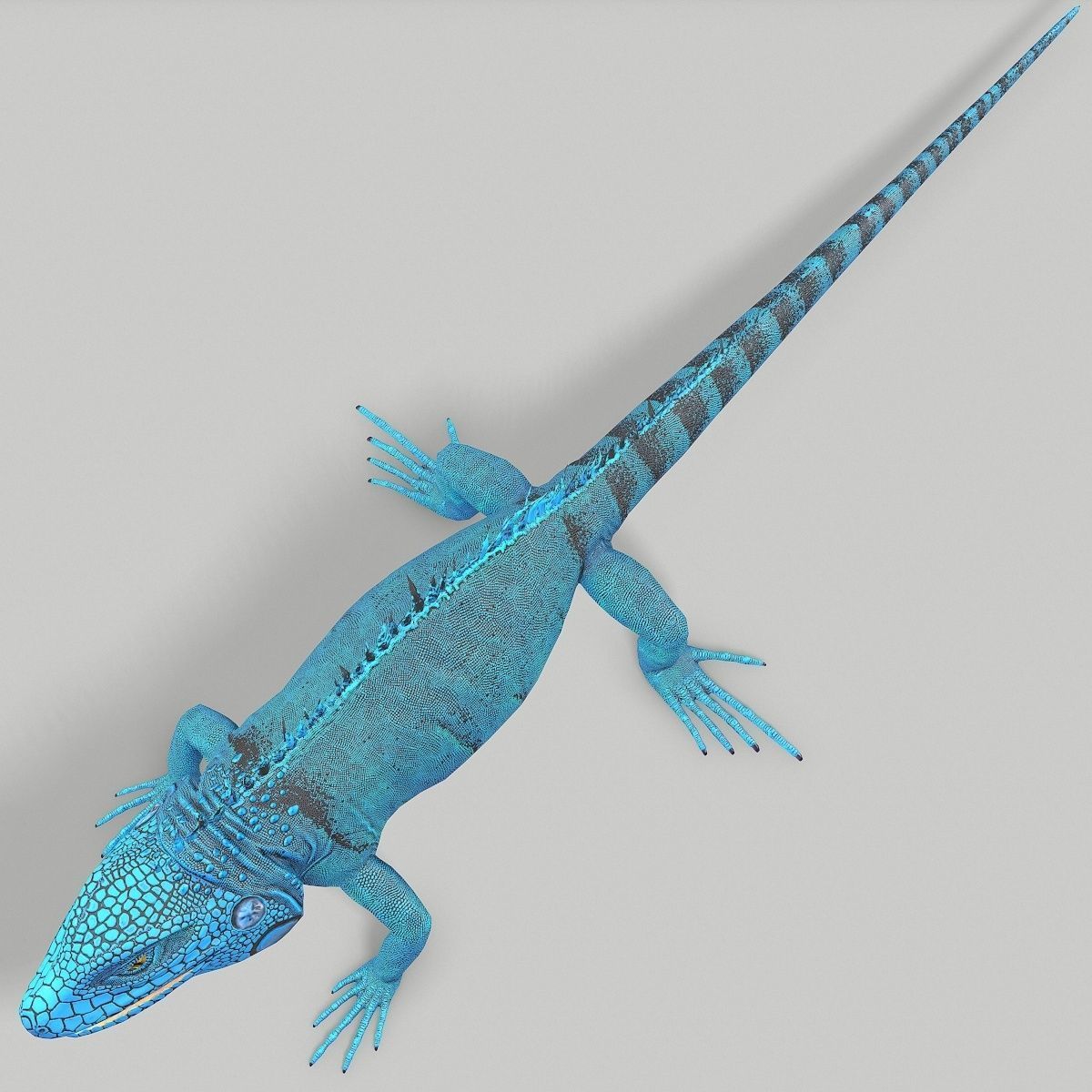 Iguana Blue Low-poly 3D model_10