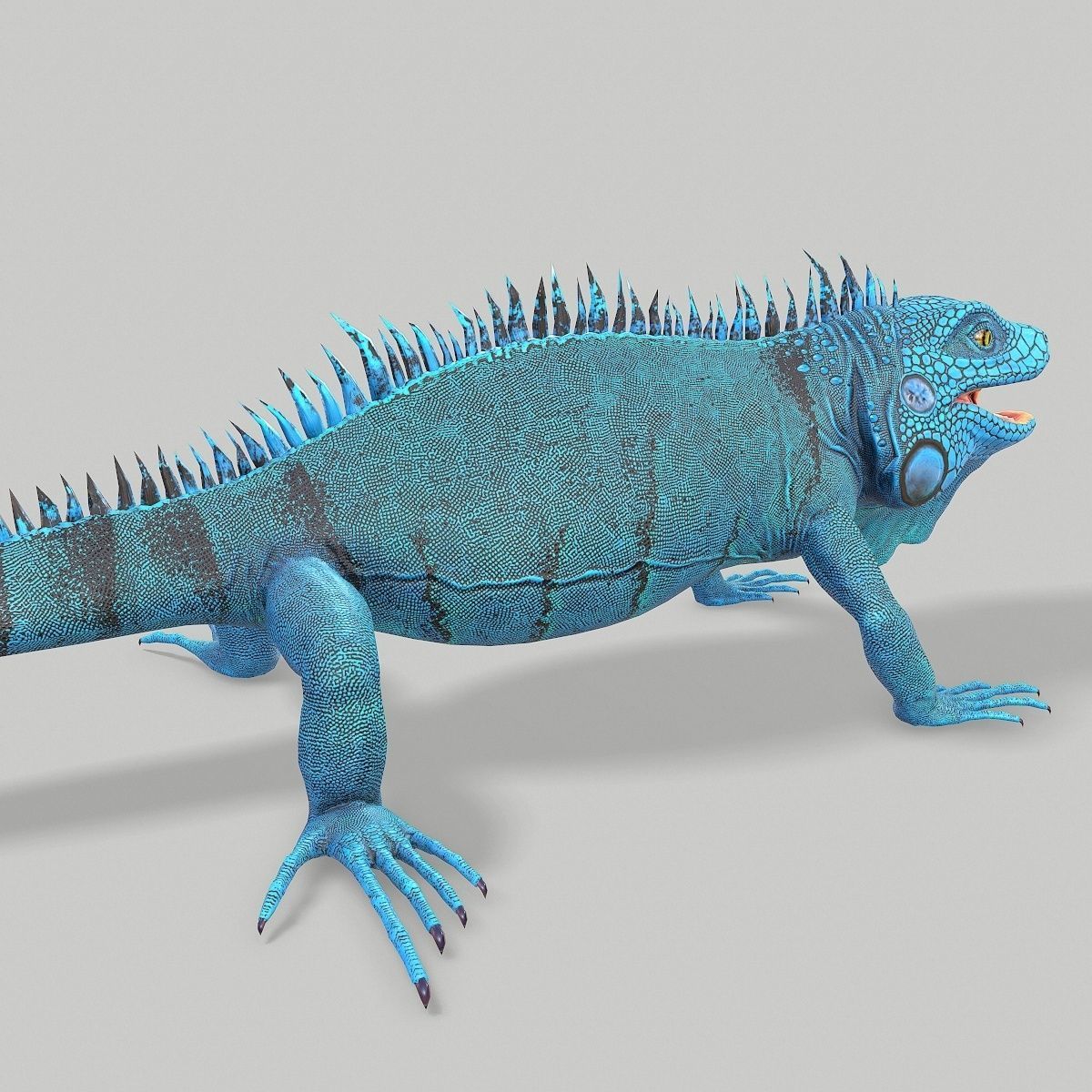 Iguana Blue Low-poly 3D model_5
