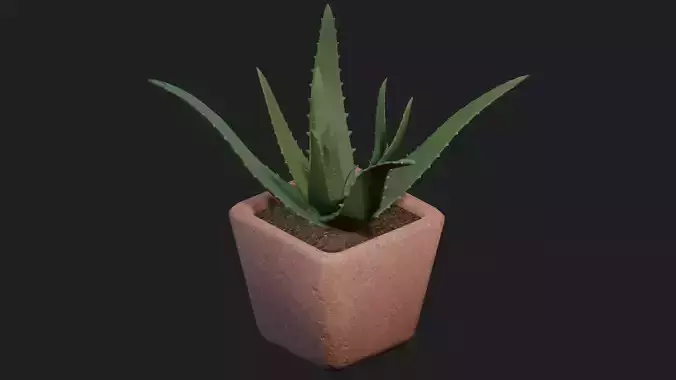 Potted Aloe Vera